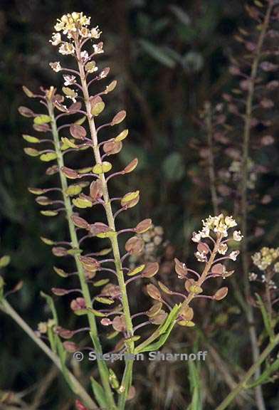 lepidium seeds graphic